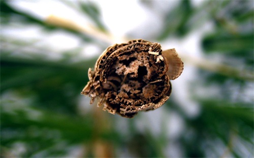 南丹车河桃花在哪里，河池南丹拉易桃花在哪