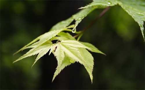 金坛领营业执照在哪里，在常州金坛开面馆申请工商执照流程